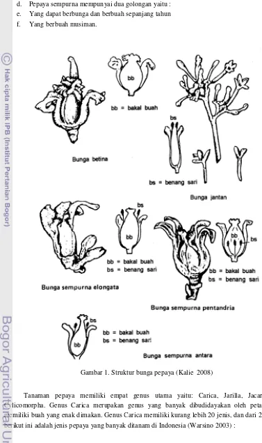 Detail Gambar Bunga Pepaya Betina Nomer 50