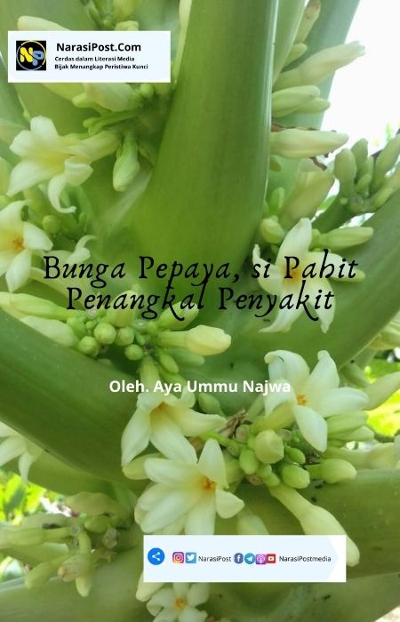 Detail Gambar Bunga Pepaya Betina Nomer 52