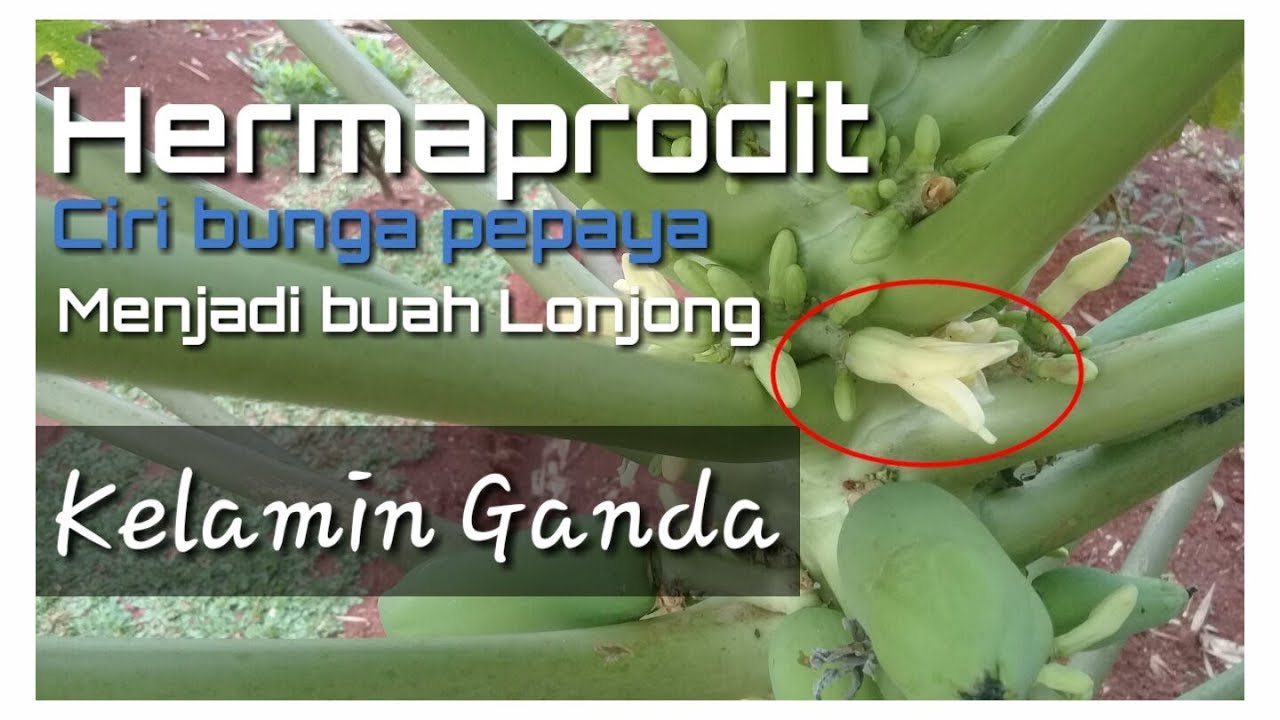 Detail Gambar Bunga Pepaya California Nomer 8