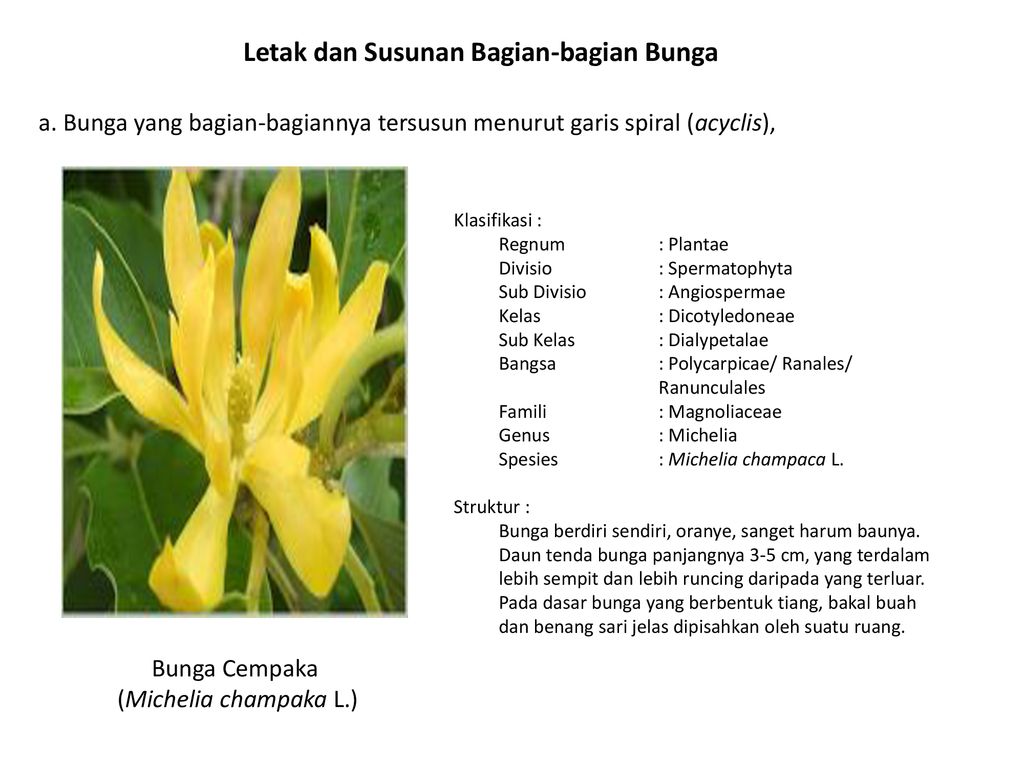 Detail Gambar Bunga Pepaya Dan Bagian Bagiannya Nomer 50