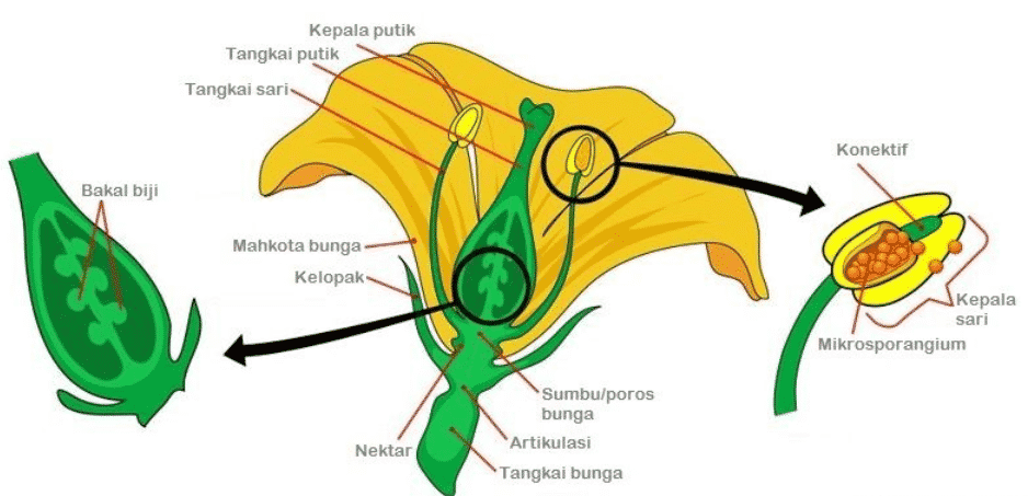 Detail Gambar Bunga Pepaya Dan Bagiannya Nomer 3