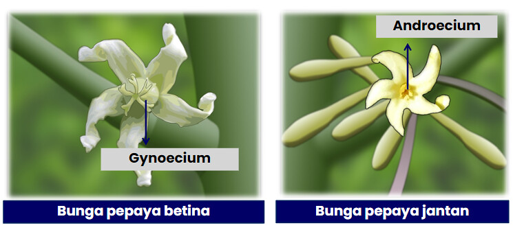 Detail Gambar Bunga Pepaya Dan Bagiannya Nomer 8