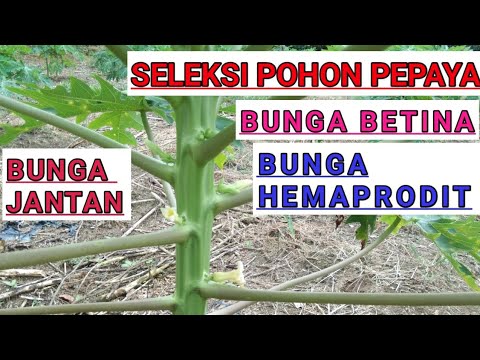 Detail Gambar Bunga Pepaya Jantan Dan Betina Nomer 6