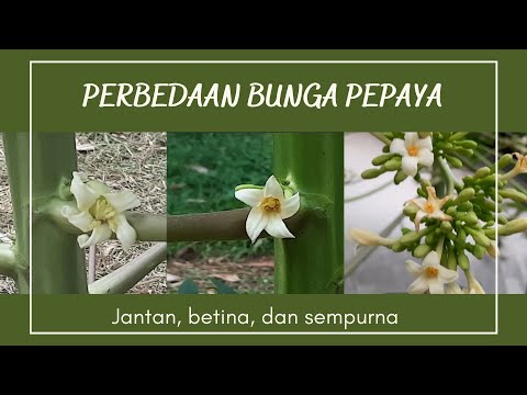 Detail Gambar Bunga Pepaya Sempurna Nomer 15