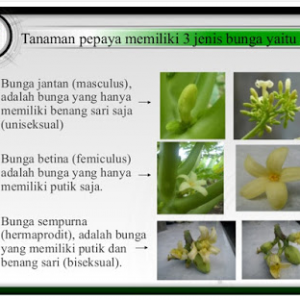 Detail Gambar Bunga Pepaya Sempurna Nomer 37