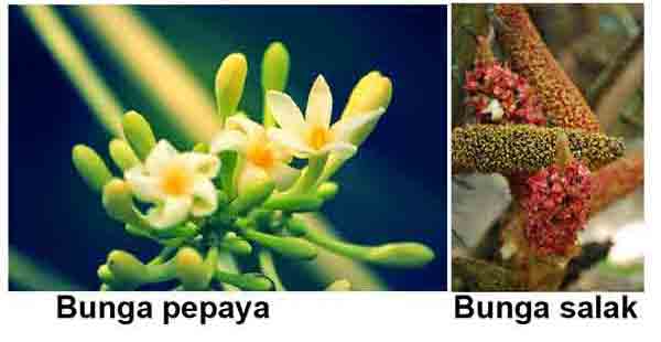 Detail Gambar Bunga Pepaya Sempurna Nomer 51