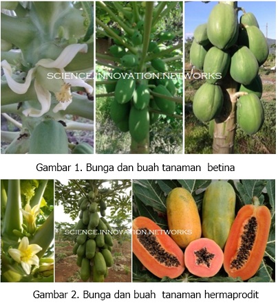 Detail Gambar Bunga Pepaya Sempurna Nomer 8