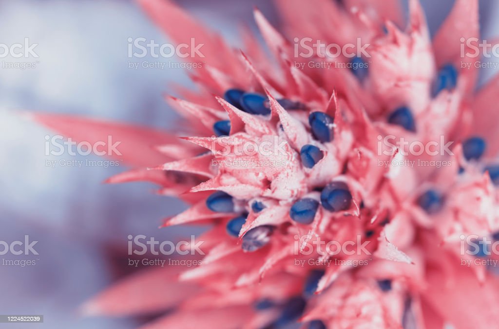 Detail Gambar Bunga Persik Besar Nomer 28