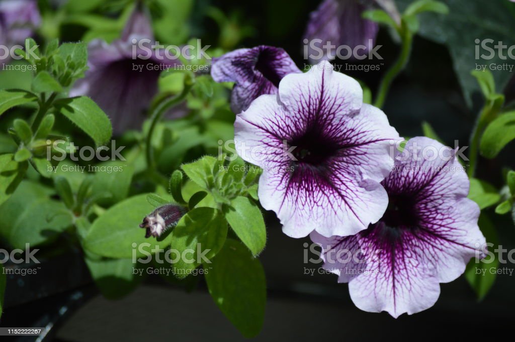 Detail Gambar Bunga Petunia Nomer 51