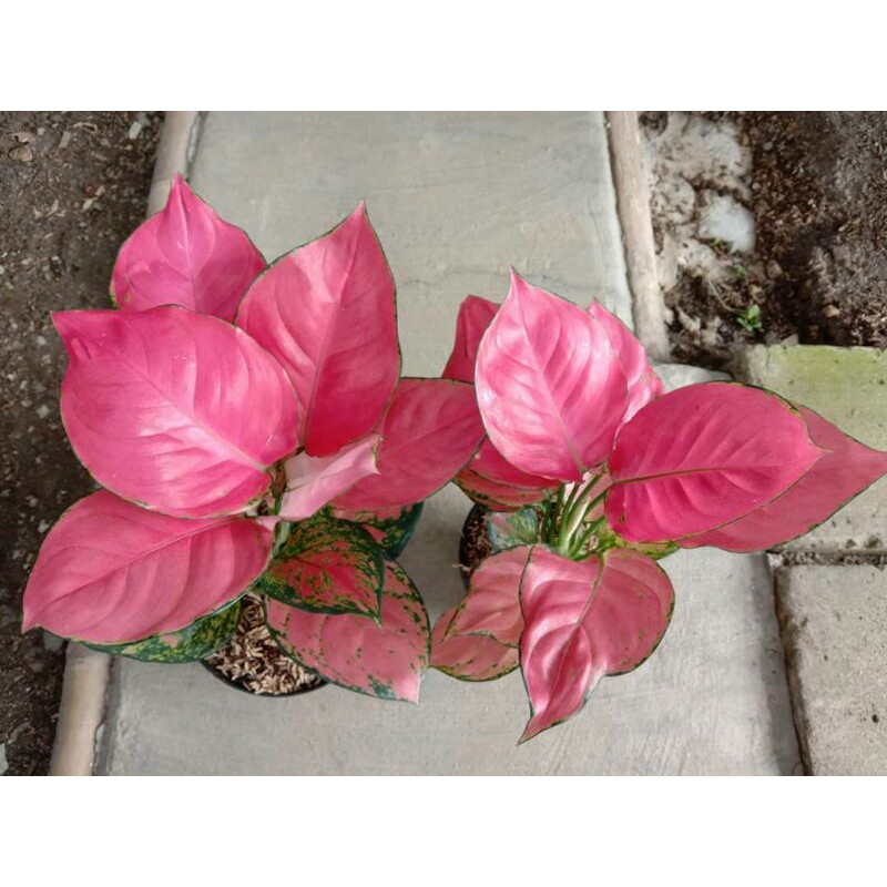 Detail Gambar Bunga Pink Katrina Nomer 22