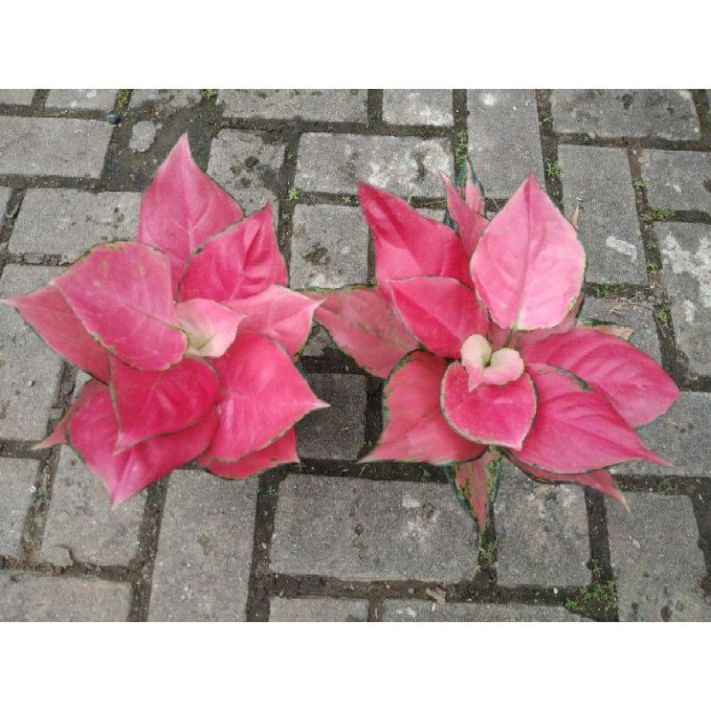 Download Gambar Bunga Pink Katrina Nomer 37