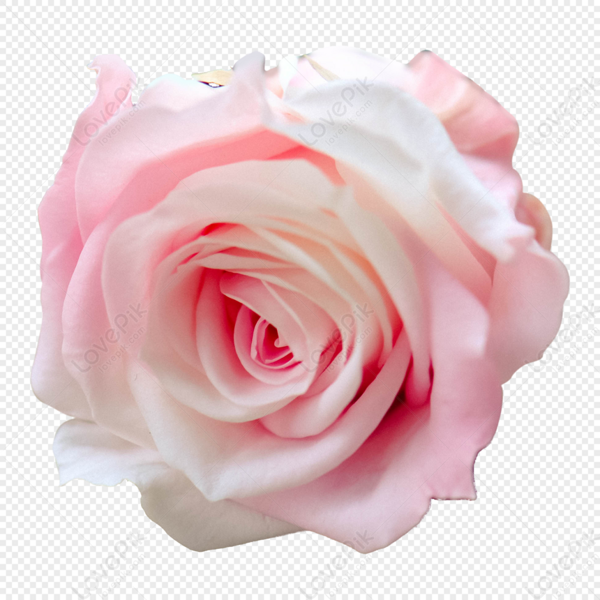 Detail Gambar Bunga Pink Png Gambar Animasi Bunga Merahmuda Png Nomer 40