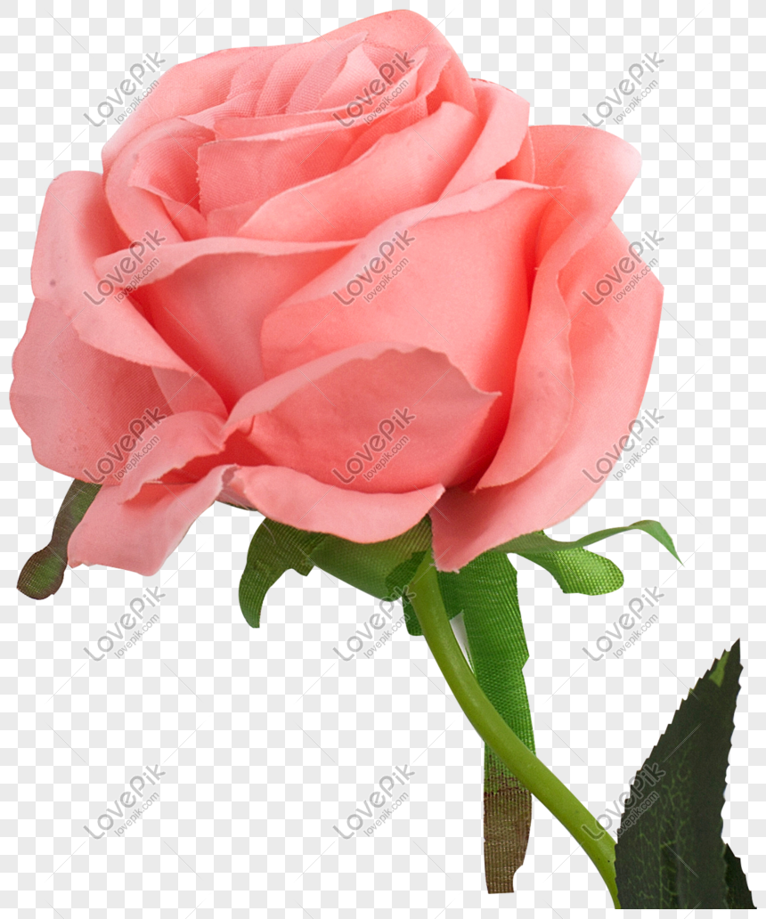 Detail Gambar Bunga Pink Png Gambar Animasi Bunga Merahmuda Png Nomer 50