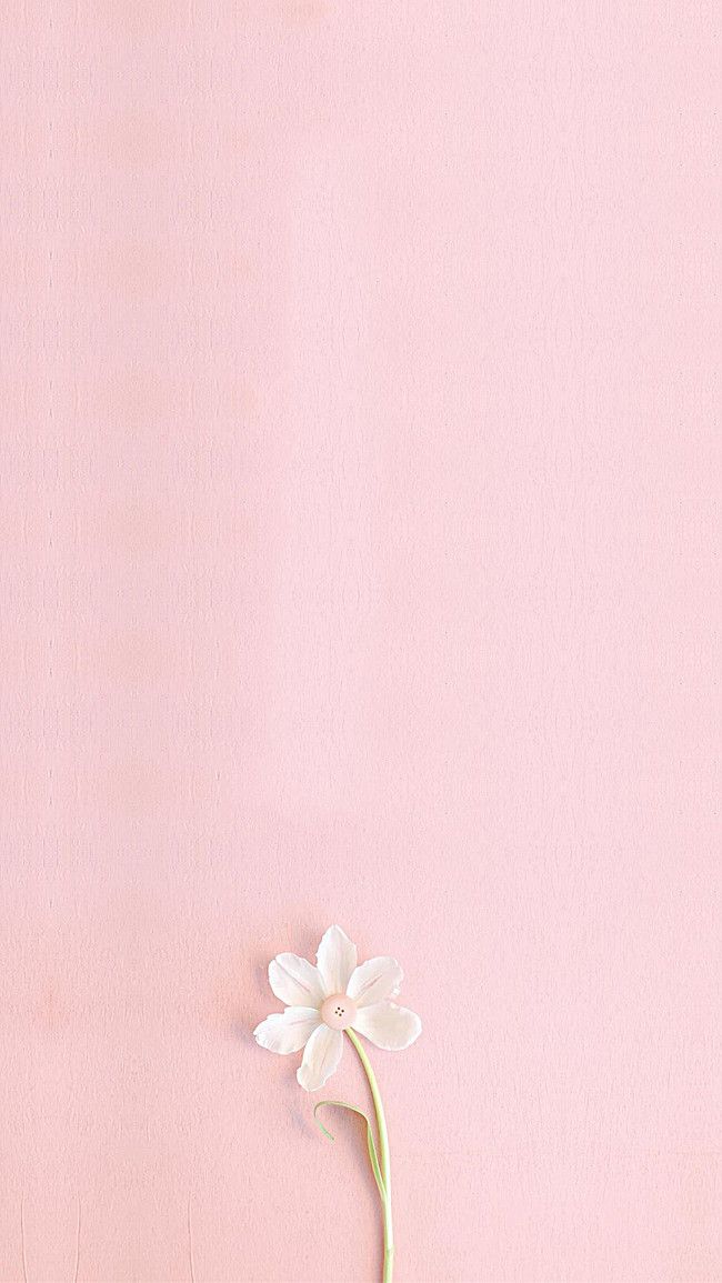 Detail Gambar Bunga Pink Wallpaper Nomer 10