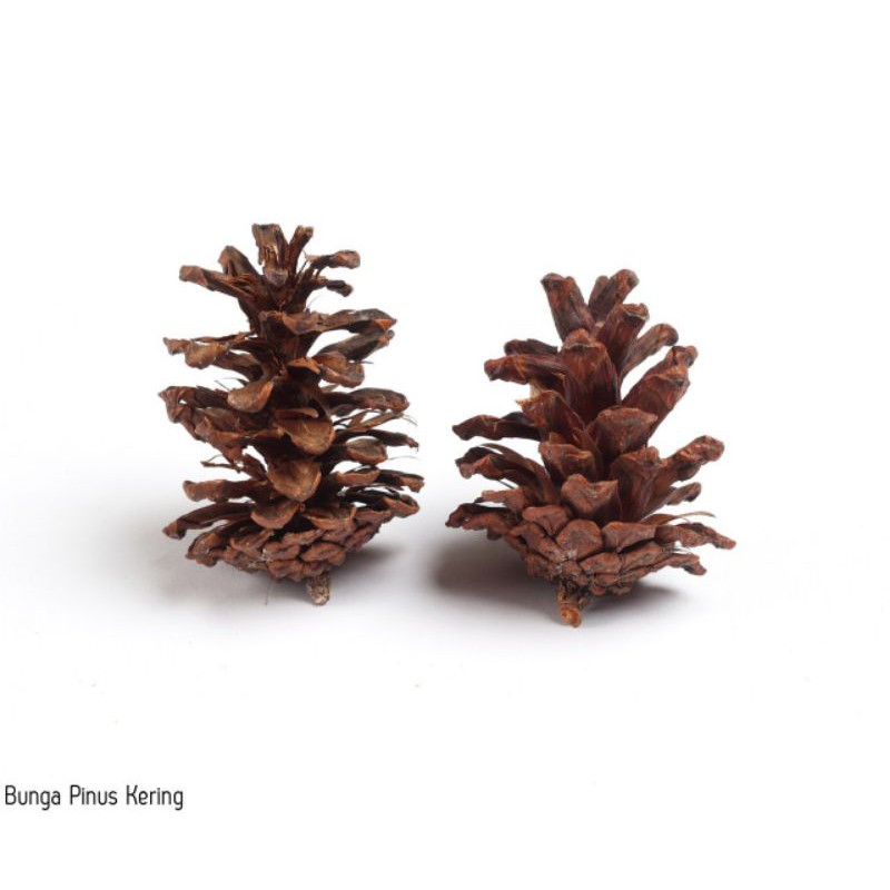 Detail Gambar Bunga Pinus Nomer 17
