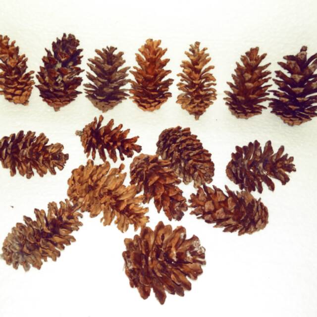 Detail Gambar Bunga Pinus Nomer 27