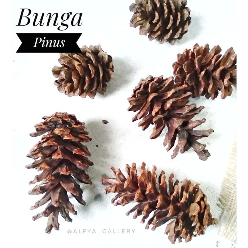 Detail Gambar Bunga Pinus Nomer 41