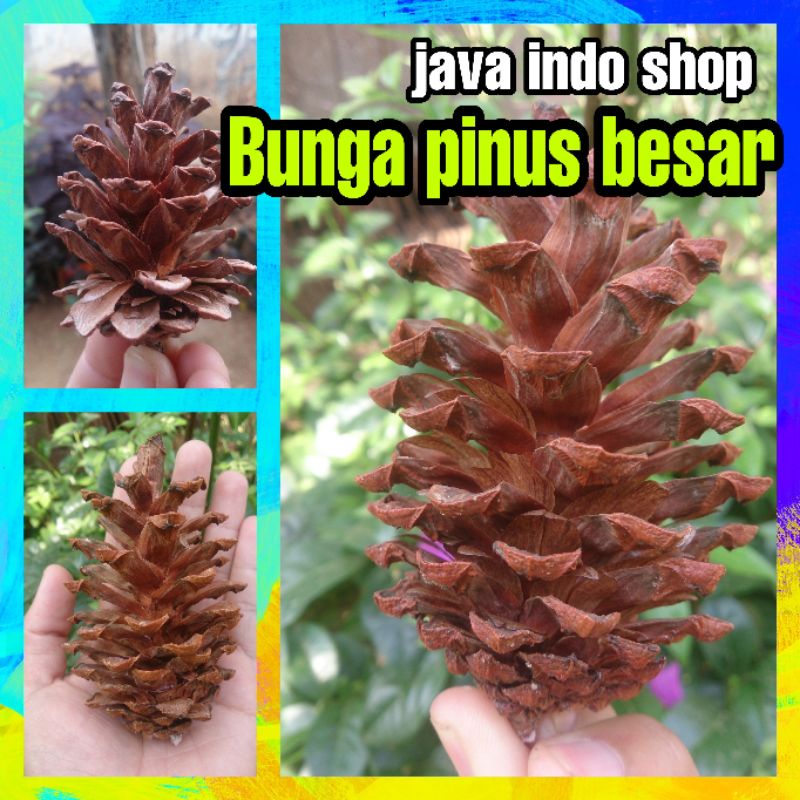 Detail Gambar Bunga Pinus Nomer 43