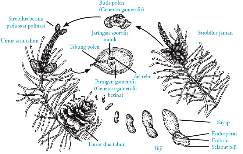 Detail Gambar Bunga Pinus Dan Bagiannya Nomer 2