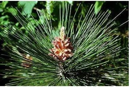 Detail Gambar Bunga Pinus Dan Bagiannya Nomer 15