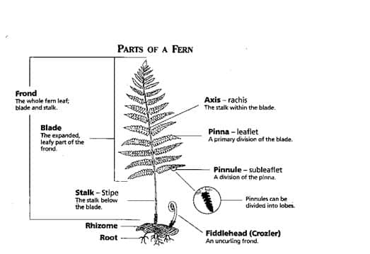 Detail Gambar Bunga Pinus Dan Bagiannya Nomer 16