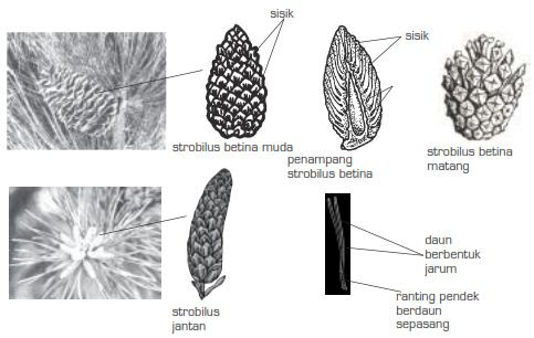 Detail Gambar Bunga Pinus Dan Bagiannya Nomer 17