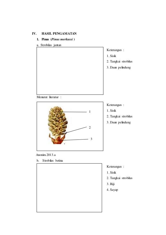 Detail Gambar Bunga Pinus Dan Bagiannya Nomer 3