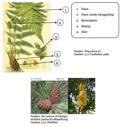 Detail Gambar Bunga Pinus Dan Bagiannya Nomer 22