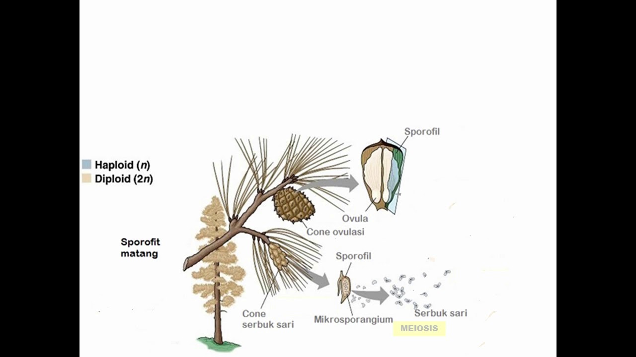 Detail Gambar Bunga Pinus Dan Bagiannya Nomer 4