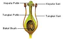 Detail Gambar Bunga Pinus Dan Bagiannya Nomer 5