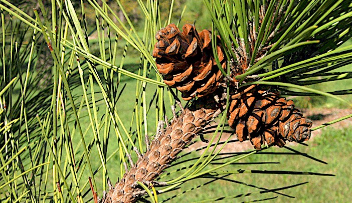 Detail Gambar Bunga Pinus Dan Bagiannya Nomer 35