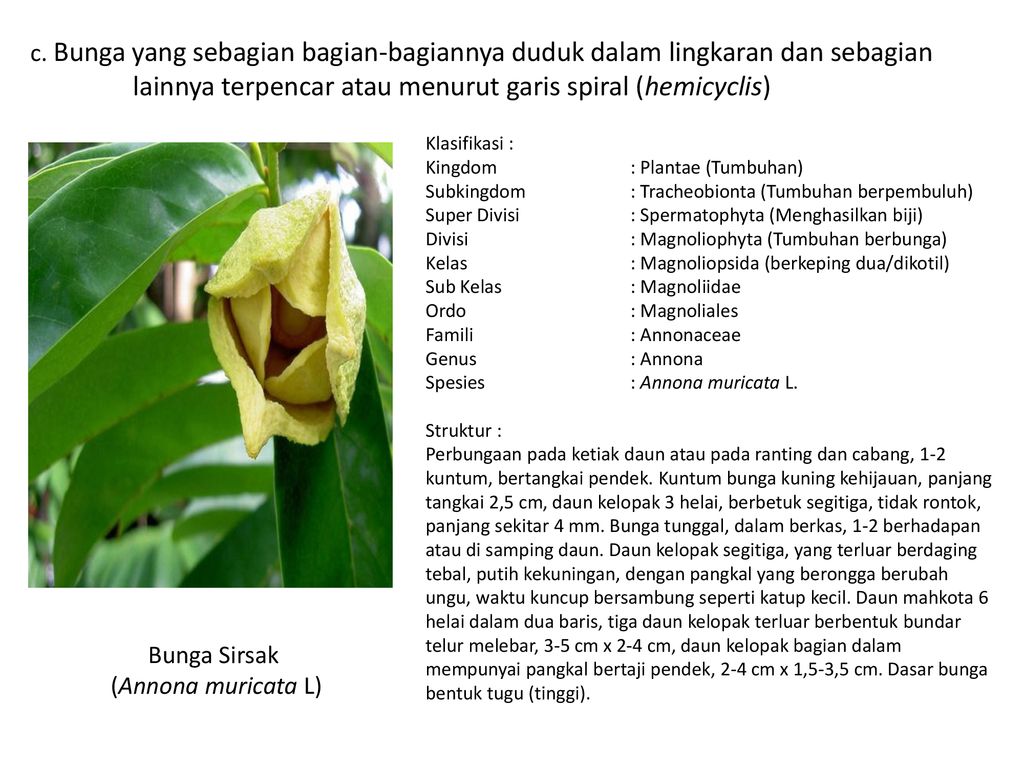 Detail Gambar Bunga Pinus Dan Bagiannya Nomer 36