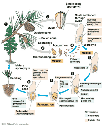 Detail Gambar Bunga Pinus Dan Bagiannya Nomer 39