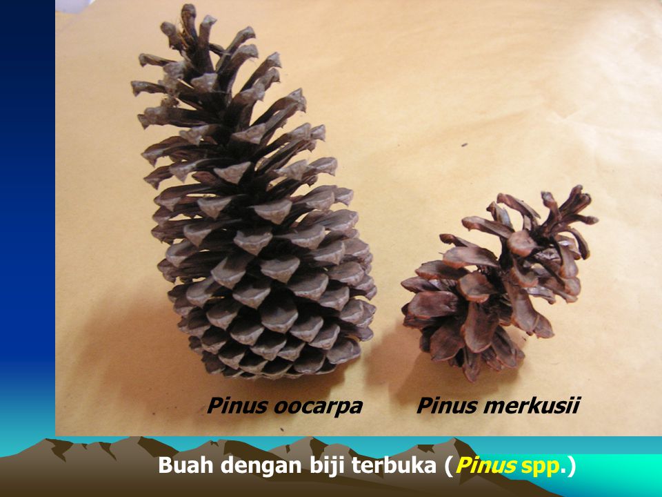 Detail Gambar Bunga Pinus Dan Bagiannya Nomer 40