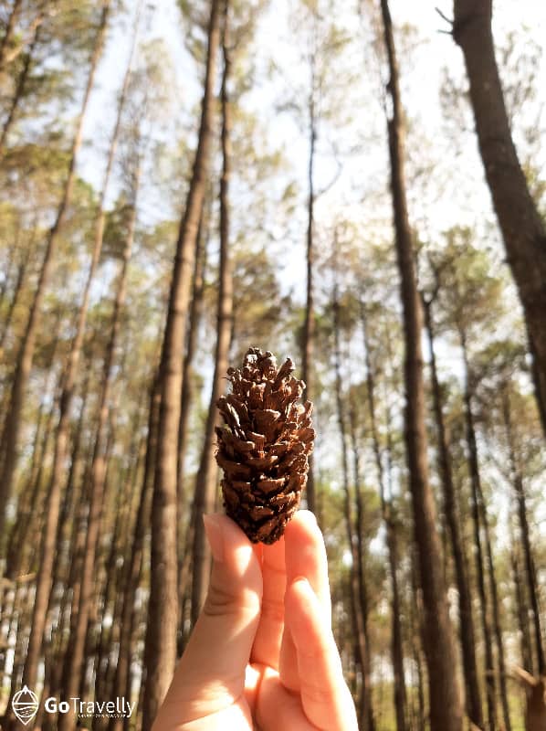 Detail Gambar Bunga Pinus Dan Bagiannya Nomer 42