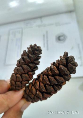 Detail Gambar Bunga Pinus Dan Bagiannya Nomer 43