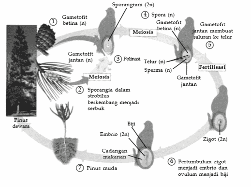 Detail Gambar Bunga Pinus Dan Bagiannya Nomer 45