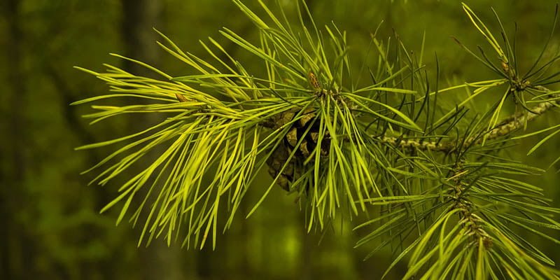 Detail Gambar Bunga Pinus Dan Bagiannya Nomer 47