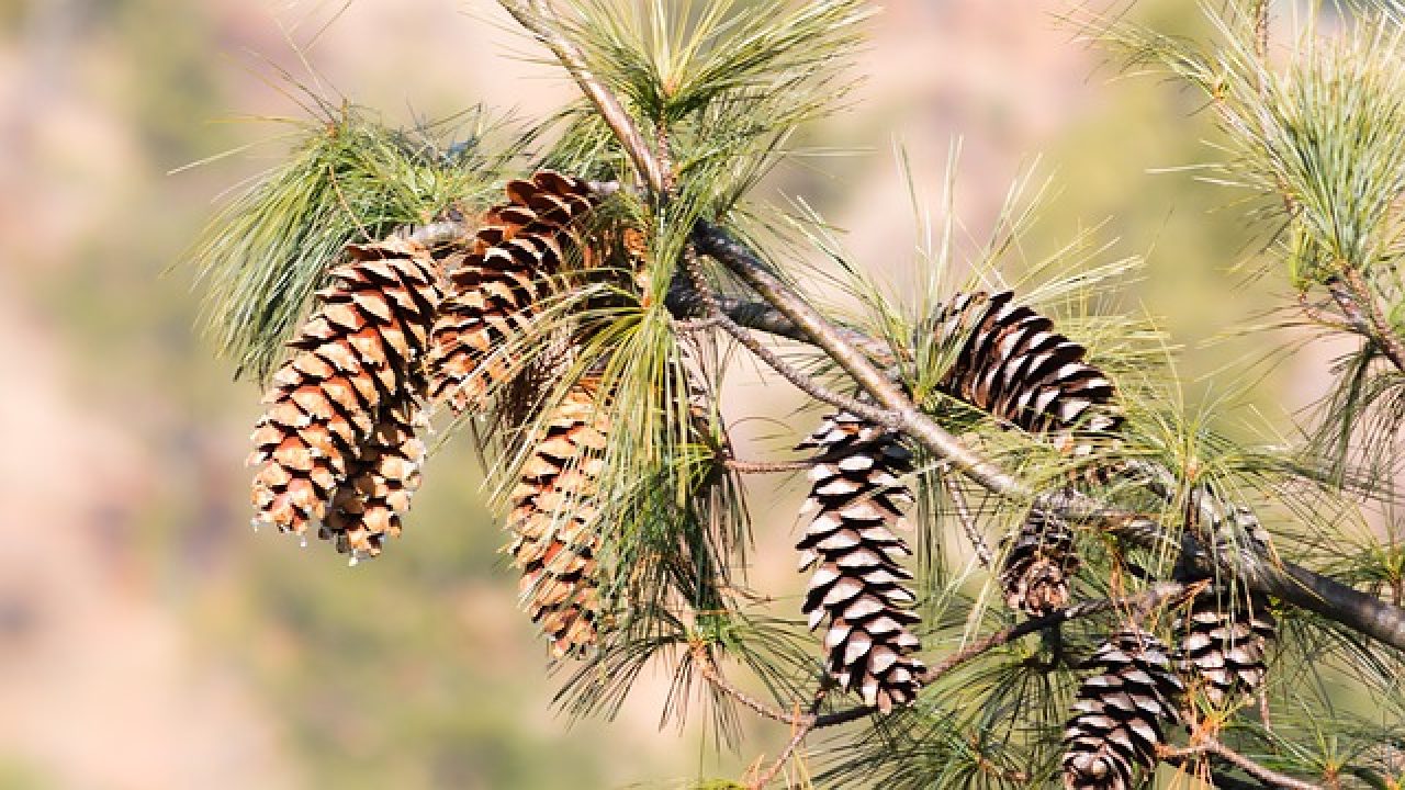 Detail Gambar Bunga Pinus Dan Bagiannya Nomer 49