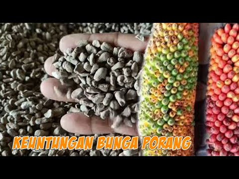 Detail Gambar Bunga Porang Nomer 37