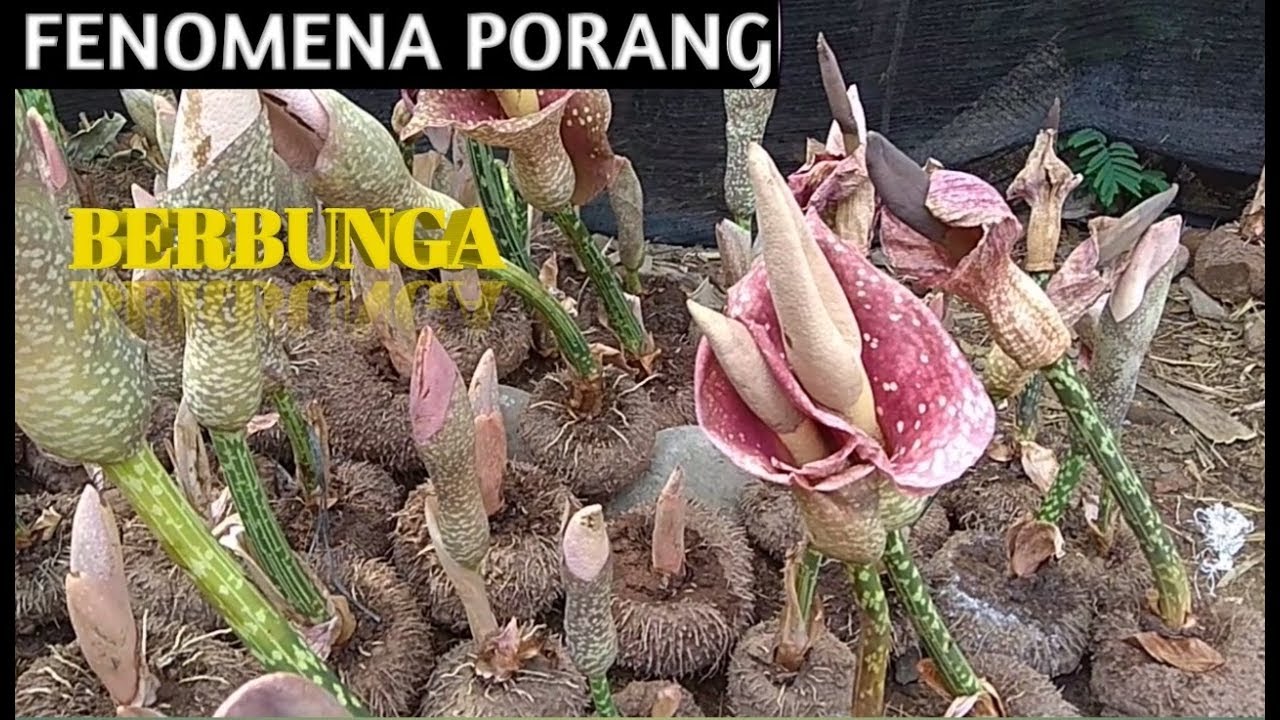 Detail Gambar Bunga Porang Nomer 9