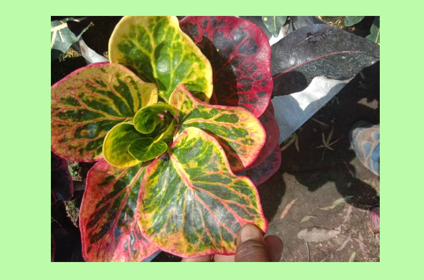 Detail Gambar Bunga Puring Nomer 56