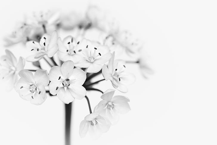 Detail Gambar Bunga Putih Hitam Nomer 47