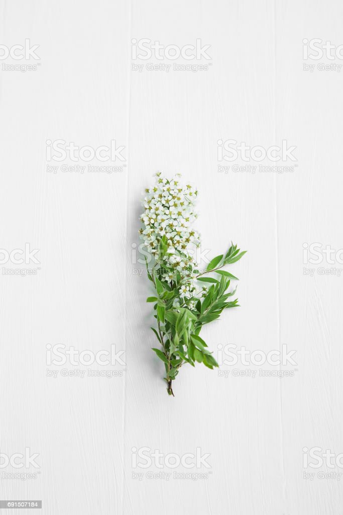 Detail Gambar Bunga Putih Kecil Nomer 34