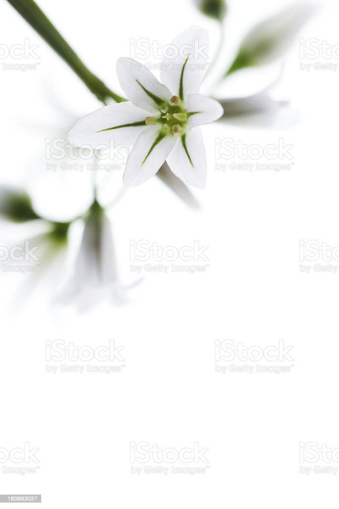Detail Gambar Bunga Putih Kecil Nomer 36