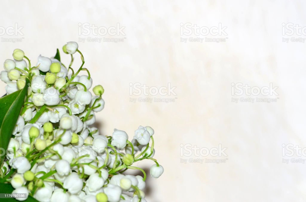 Detail Gambar Bunga Putih Polos Nomer 39
