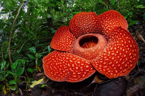 Detail Gambar Bunga Rafflesia Nomer 23