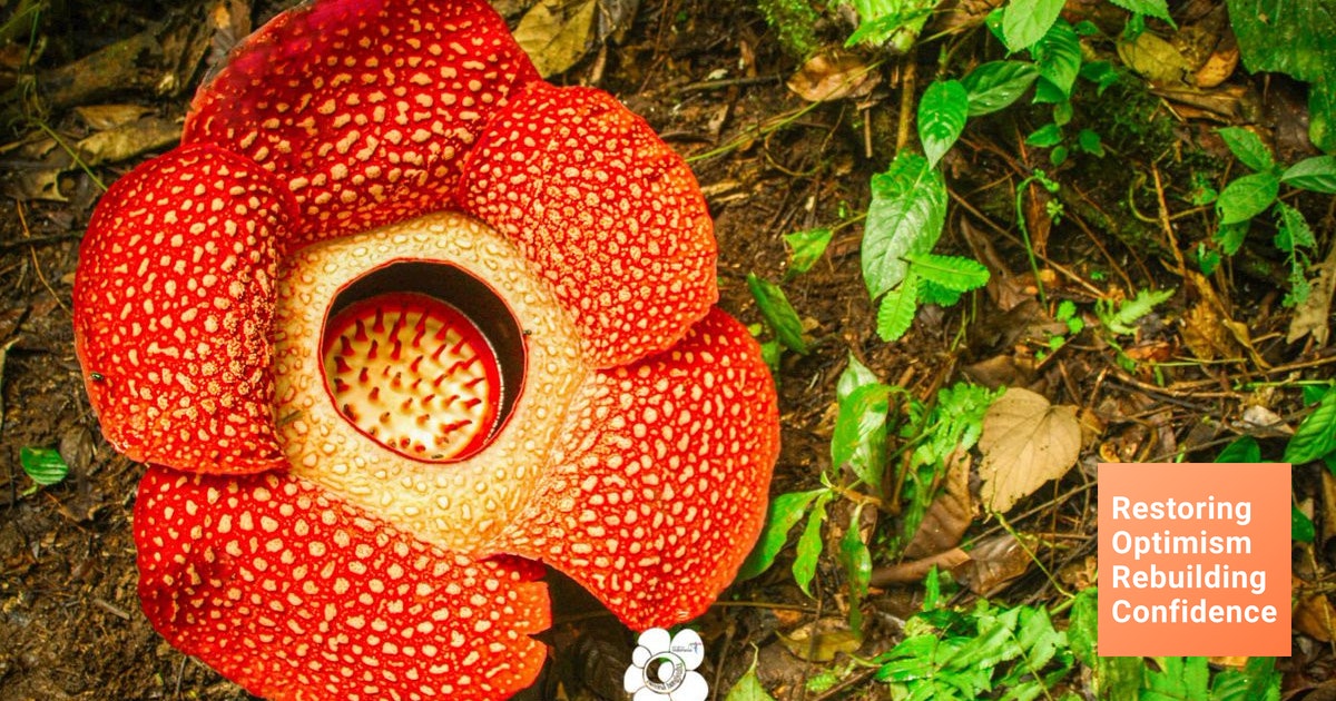 Detail Gambar Bunga Rafflesia Nomer 37