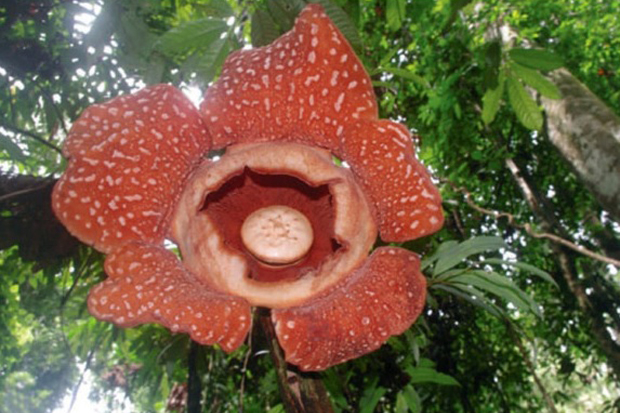 Detail Gambar Bunga Rafflesia Nomer 47