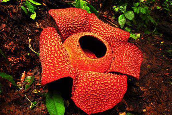 Detail Gambar Bunga Rafflesia Nomer 49